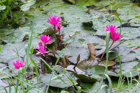 漂浮在池塘上的鲜艳的睡莲或莲花