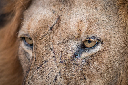 克鲁格狮子眼睛的特写。