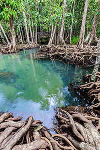 甲流摄影照片_热带树根或 Tha pom 红树林在沼泽森林和流水中，泰国 Klong Song Nam。