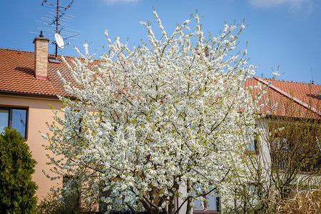 春天，在花园建筑的背景下，盛开的大樱桃