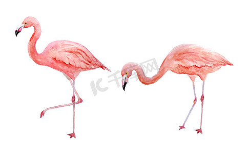一套两只粉红色的火烈鸟。