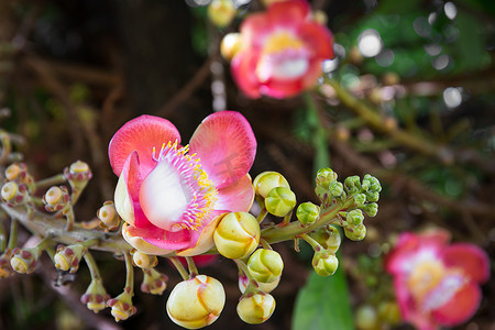 树上的炮弹花（Couroupita guianensis）