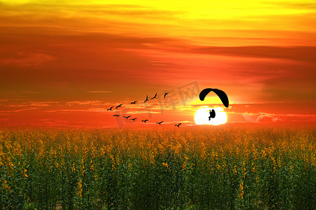 绿色飞鸟摄影照片_日落飞鸟和剪影动力伞在太阳麻田