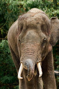 大象用鼻子抖动泥土。