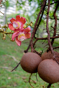 Couroupita guianensis - 炮弹树花