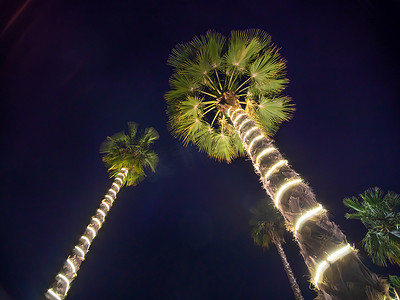 晚上两棵棕榈树上的圣诞花环和灯光照明。