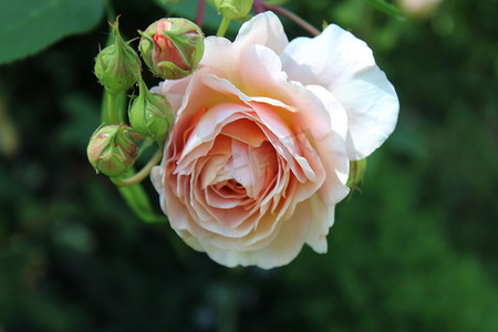 花园里的粉红玫瑰边框