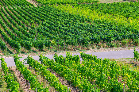 莱茵河谷山上的葡萄架在葡萄园绿地景观中排成一排葡萄