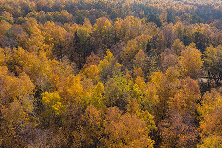 金色的秋天，日落时鸟瞰树顶，无人机升起在树上，金色的树冠，森林中的一条小路