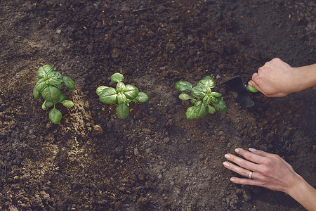 面目全非的女农艺师的手正在用小花园铲挖土，在施肥的土地上种植绿色罗勒芽或植物。