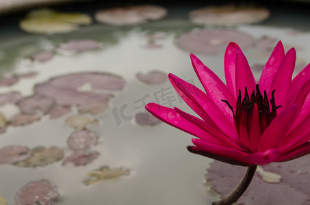 粉色漂浮的花瓣摄影照片_粉红色的莲花漂浮在盛开的地方