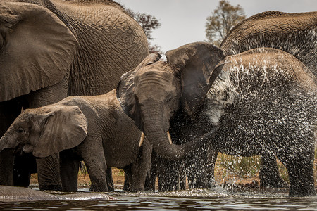大象在玩水。