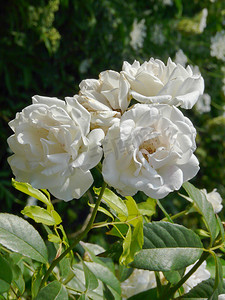 带有淡淡香味的白色奢华玫瑰将成为装饰品