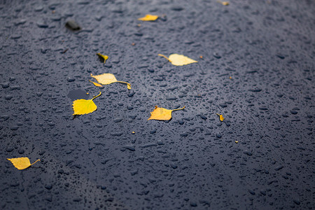 秋风秋雨摄影照片_秋雨天的深蓝色汽车，黄桦叶 — 选择性聚焦，模糊特写
