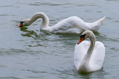 两只雄伟的白天鹅，长着大翅膀，漂浮在透明的湖面上