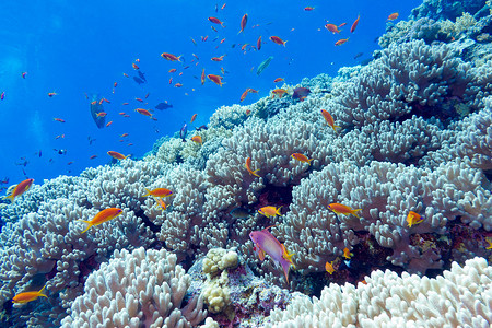热带海底的珊瑚礁，水下