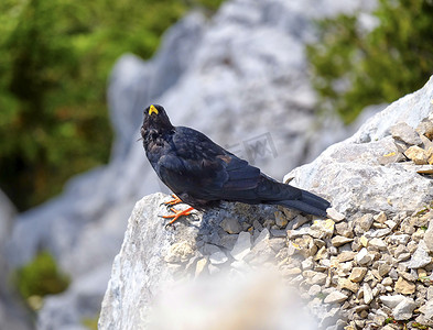 高山山鸦或黄嘴山鸦，Pyrrhocorax graculus