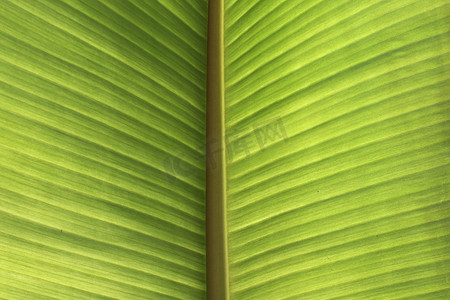 绿色芭蕉叶背景图片​​来自芭蕉叶，刚从芭蕉树上摘下来。
