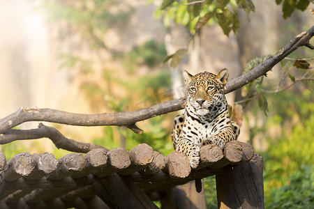 虎豹在动物园的木头上休息。