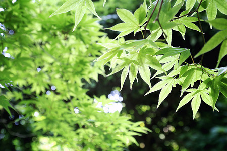 植树节背景摄影照片_春天糖绿色枫叶树叶背景