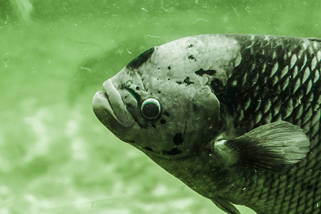 巨型吻口鱼在水中慢慢游动。