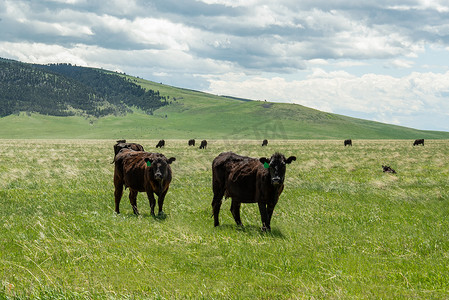 蒙大拿牛牧场