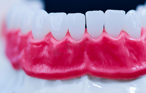 下颌与牙齿和牙龈解剖模型