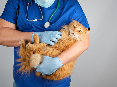 身着蓝色制服的兽医医生抱着一只毛茸茸的红猫