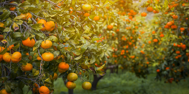 美丽的花园，种着橘子、柑橘树。