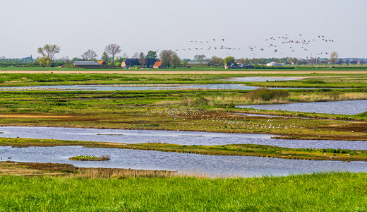 荷兰泽兰乡村托伦的 Schakerloopolder，有许多鸟类和乡村建筑