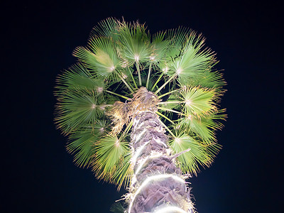 夜间棕榈树上的圣诞花环和灯光照明。
