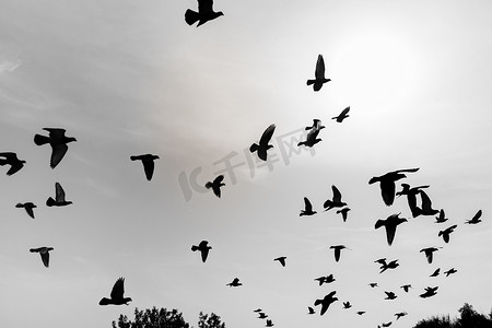 鸽子剪影摄影照片_天空中飞翔的鸽子的剪影