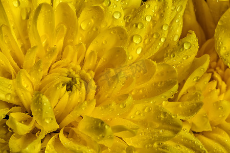 一朵美丽的黄色菊花与水滴的近景。