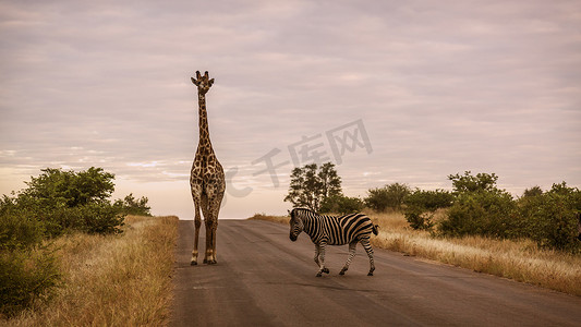 南非克鲁格国家公园的长颈鹿