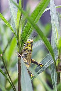 绿叶上的蝗虫，身体呈黄黑色。