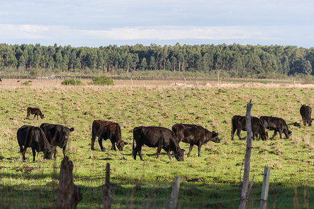 阿根廷绿色乡村的奶牛在吃草