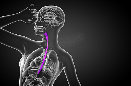 食道的 3d 渲染图