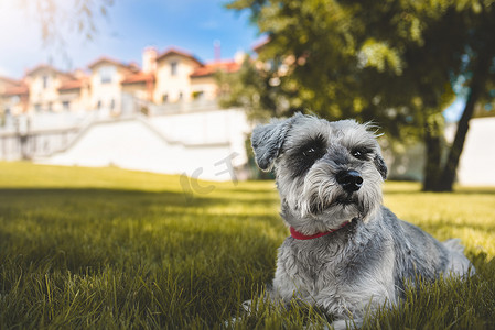 雪纳瑞摄影照片_一只美丽的狗雪纳瑞坐在草地上，眺望公园里的远方的肖像。爱动物的概念。