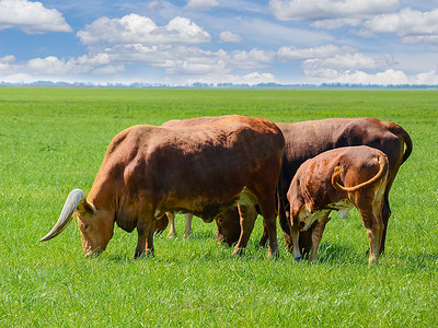 草原上放牧瓦图西牛的成年牛和小牛