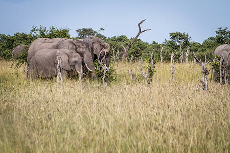 一群大象在草地上吃东西。