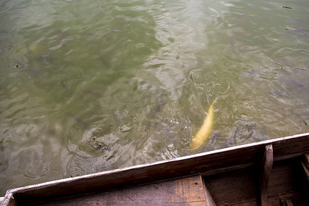 游动的鱼引起的水表面运动