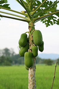 木瓜炖雪莲摄影照片_木瓜树