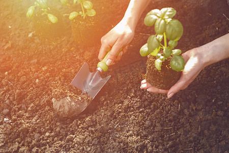 面目全非的女人的手正在用小花园铲，拿着绿色的罗勒芽或植物在土壤中。