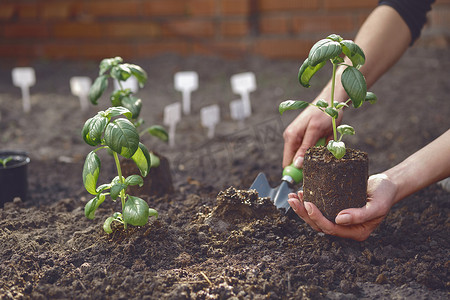 小铲子摄影照片_无名园丁的手正在用小花园铲，在土壤中拿着年轻的绿色罗勒幼苗或植物。