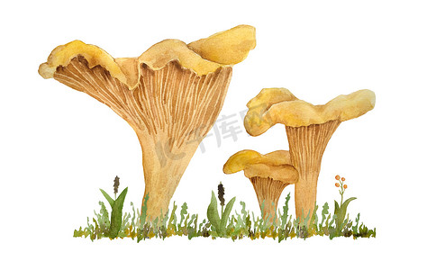 手绘鸡尾酒摄影照片_手绘水彩插图鸡油菌食用野生真菌蘑菇。