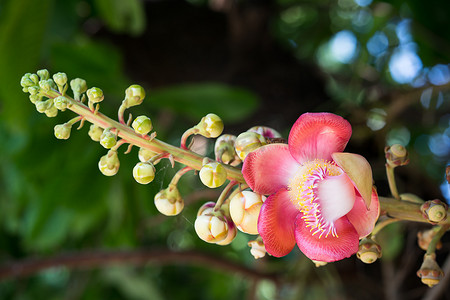 树上的炮弹花（Couroupita guianensis）