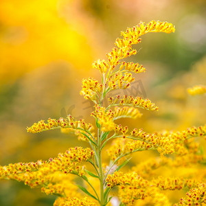 一朵黄花的黄色田花的花序