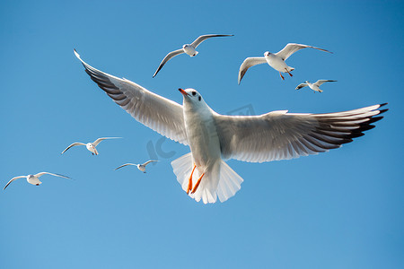一只海鸥在蔚蓝的天空中飞翔