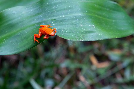 绿叶上的一只橙色小青蛙