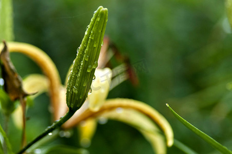 黄色虎百合花蕾，花瓣上有雨滴，尚未开花